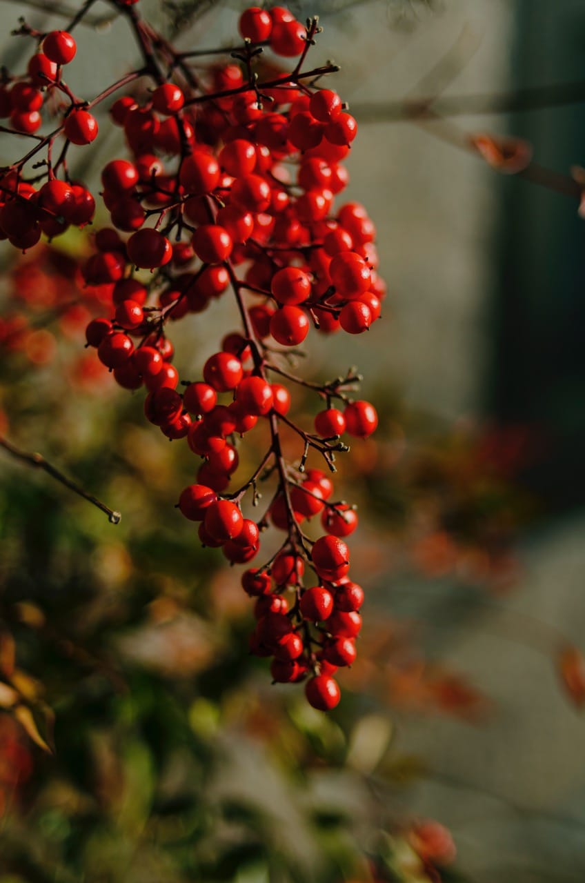 Превью Fuji 2024